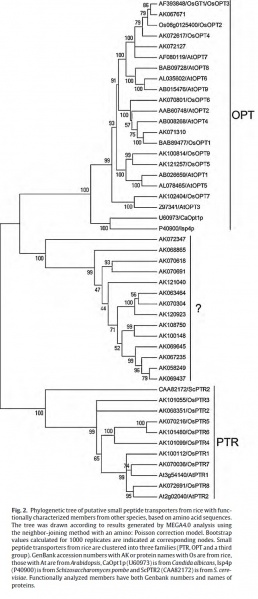 File:Os07g0100600fig2.jpg