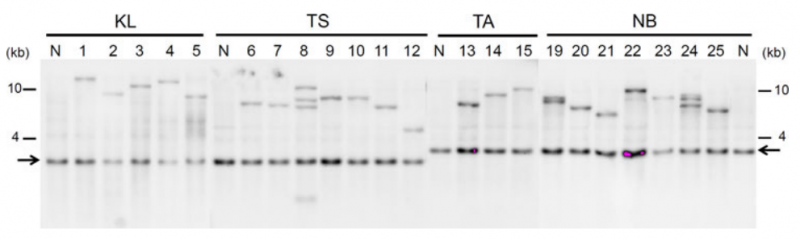 File:5-f7.png