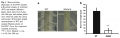 Thumbnail for version as of 03:37, 1 June 2014