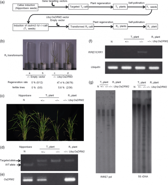 File:Fig.3 OsDRM2.png
