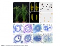 Thumbnail for version as of 15:49, 22 May 2014