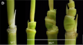 Thumbnail for version as of 07:44, 26 May 2014