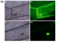 Thumbnail for version as of 14:58, 20 May 2014