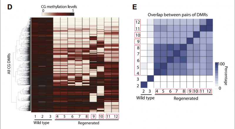 File:IC4R010-Epigenomic-2013-23539454-f1c.png
