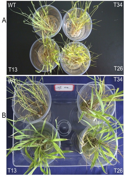 File:OsRCI2-5 mutant1.jpg