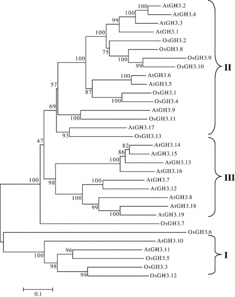 File:OsGH3-2 Phylogenetic1.jpg