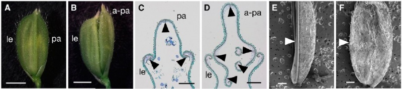 File:OsMADS6 2 Mutation.jpg