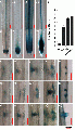 Thumbnail for version as of 06:23, 26 December 2014