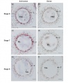 Thumbnail for version as of 13:07, 23 May 2014