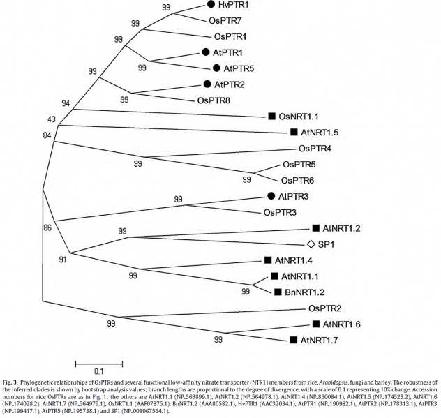 File:Os07g0100600fig3.jpg