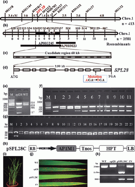 File:QiaoFig6.gif