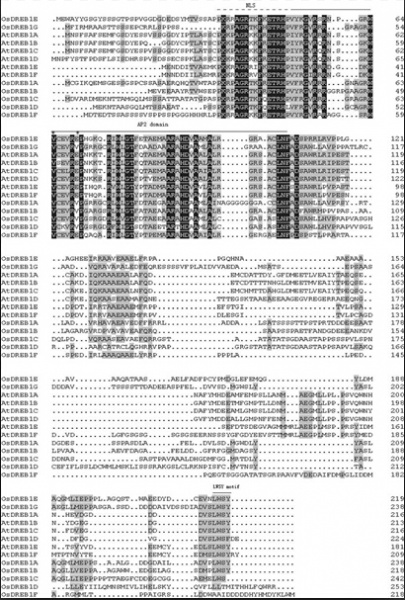 File:Chen-Os04g0572400-Fig1.jpg