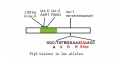 Lesions in lax alleles..jpg
