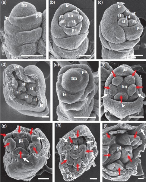 File:Pair3 dffi.jpg