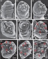 Thumbnail for version as of 11:03, 13 May 2014