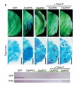 Thumbnail for version as of 06:39, 9 June 2014