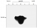 Thumbnail for version as of 09:44, 9 June 2014