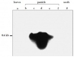 Fig. 1 Northern blot analysis of the RTS gene.