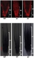 Thumbnail for version as of 14:00, 15 May 2014
