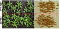 Thumbnail for version as of 11:18, 15 August 2013