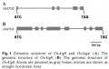 Thumbnail for version as of 02:53, 10 June 2014