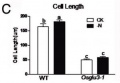 Fig1C.JPG