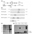 Thumbnail for version as of 14:08, 28 May 2014
