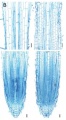 Fig3B.JPG