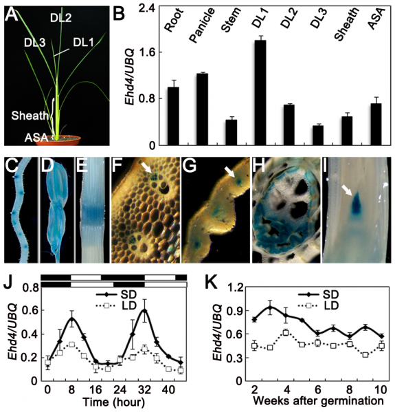 File:Figure2.png