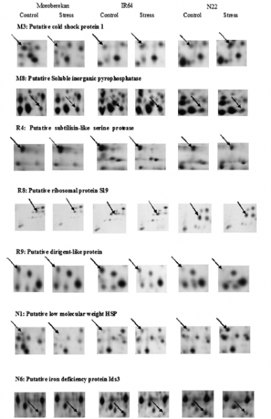 File:IC4R005-Proteomic-2010-19858118-f4.png