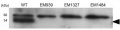 Thumbnail for version as of 10:19, 15 May 2014