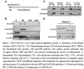 Thumbnail for version as of 14:08, 3 June 2014