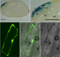 Thumbnail for version as of 09:08, 4 June 2014