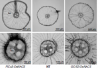 Fig.6 Drought stress tolerance of RCc3:OsNAC5 and GOS2:OsNAC5 plants.(From reference [6]).