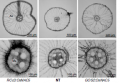 Thumbnail for version as of 11:53, 5 June 2014