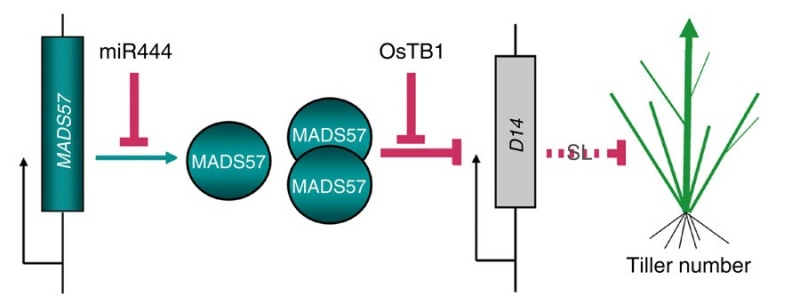 File:MADS57.jpg