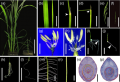 Thumbnail for version as of 07:12, 27 December 2014