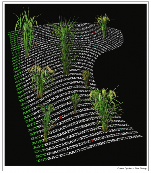 File:IC4R-GWAS-overview-1.png