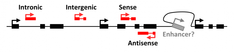 File:IC4R-lncRNA-overview-2.png