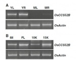 Fig.3.jpg