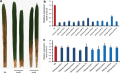 Thumbnail for version as of 07:00, 9 June 2014