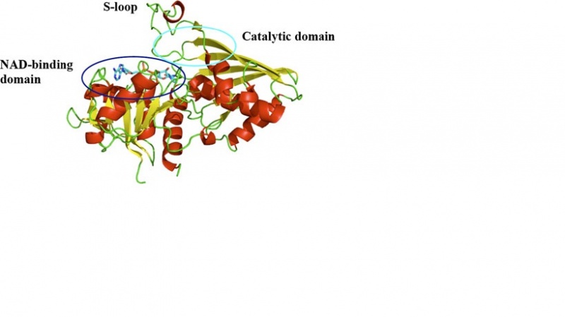 File:Domains of OsGAPDH monomer.jpg
