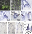 Thumbnail for version as of 04:05, 30 May 2014
