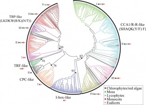 Figure 2. NJ analysis of 623 plant MYB-related proteins.