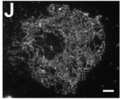 Thumbnail for version as of 09:19, 23 May 2014