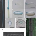 Thumbnail for version as of 06:57, 17 May 2014