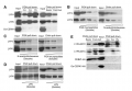 Thumbnail for version as of 02:52, 7 June 2014