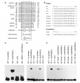 Thumbnail for version as of 03:03, 30 May 2014