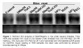 Thumbnail for version as of 08:27, 24 May 2014