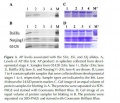 Thumbnail for version as of 08:11, 29 May 2014